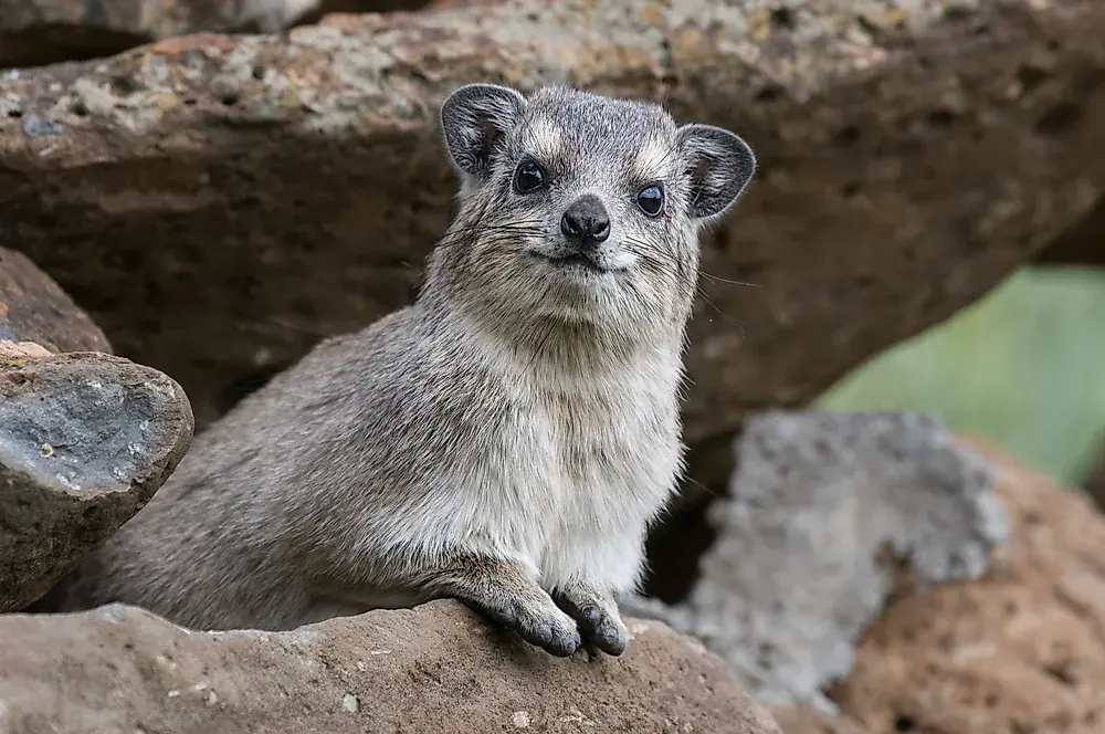 A picture of a hyrax on rock