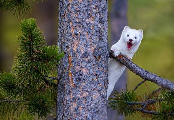Weasel surprise