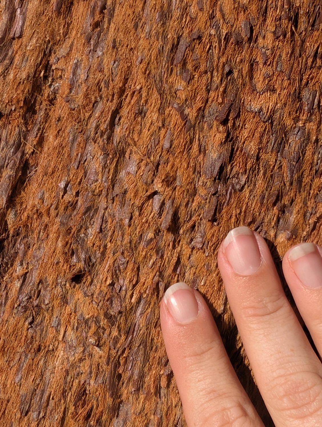 A close up of a few fingers on the sequoia bark, which is made up of fine orange-colored hairs with interspaced larger brown flakes.