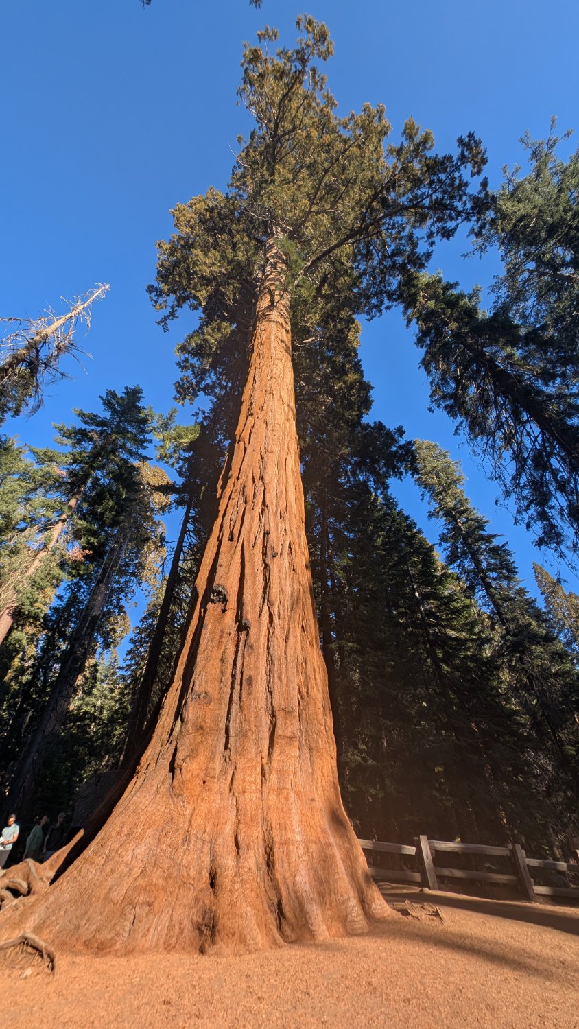 A photo taken from the base of a "smaller" sequoia tree, its truck fully lit by the sun and seeming to glow a golden red.