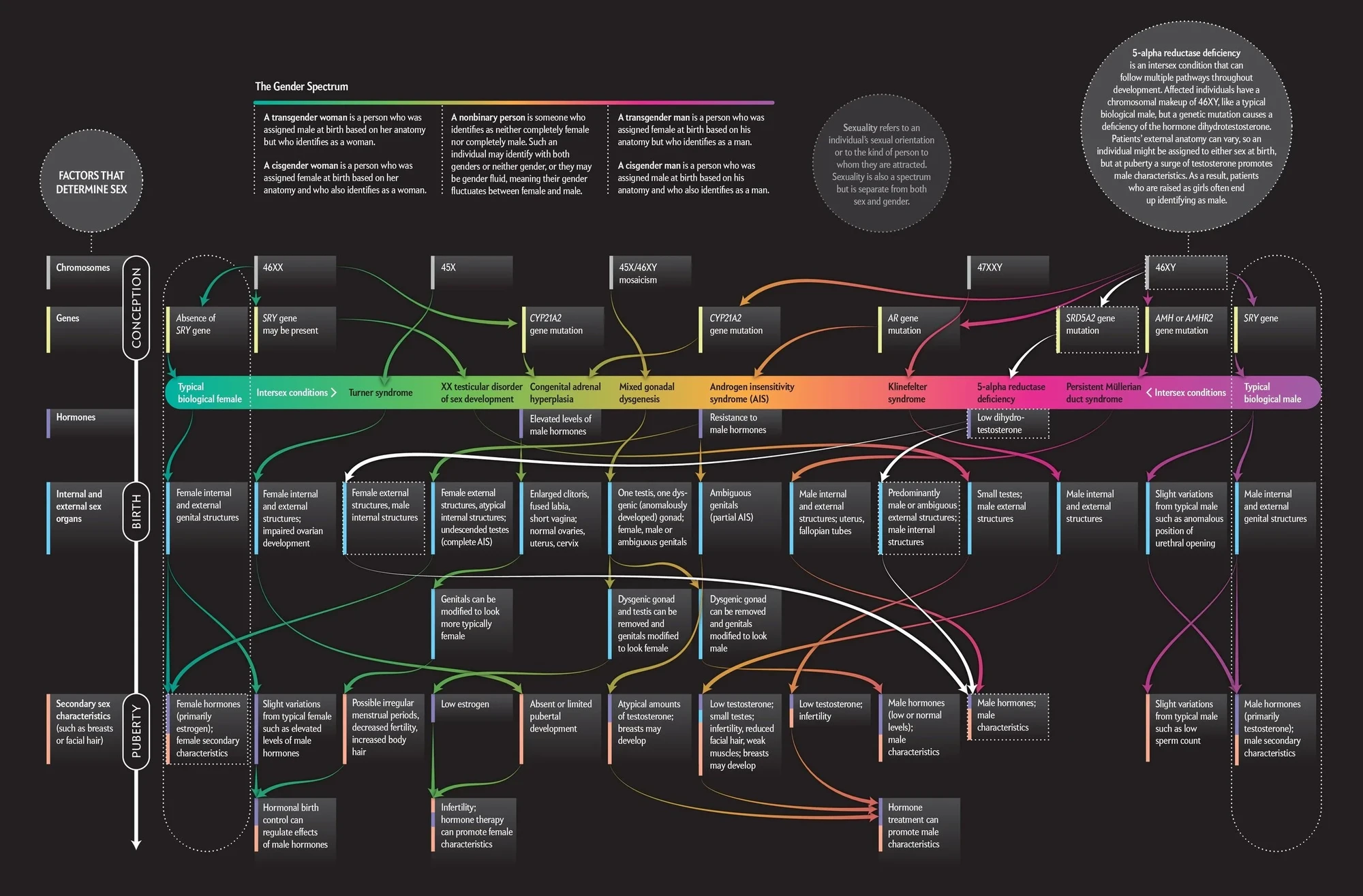 gender spectrum chart