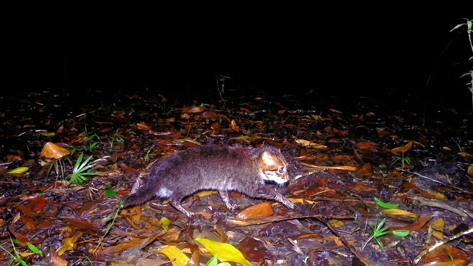 A small, brown and white cat with very spindly little legs. It is tip toeing through a wet forest floor, and it looks pretty wet and scraggly